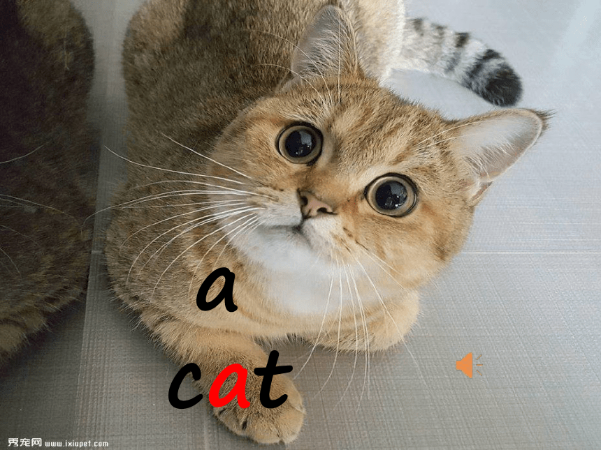 Unit 1  Animals on the Farm Lesson2 Cats and Dogs 课件（共18张PPT）