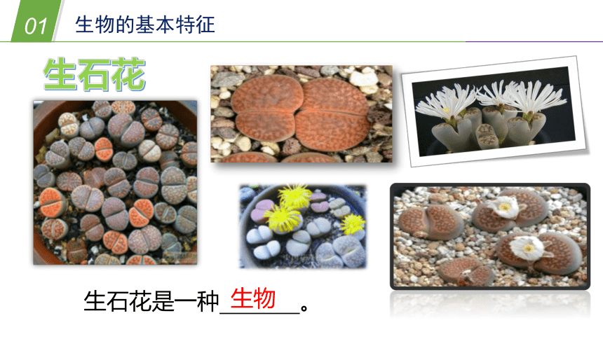 生物的基本特征（课件 25PPT）