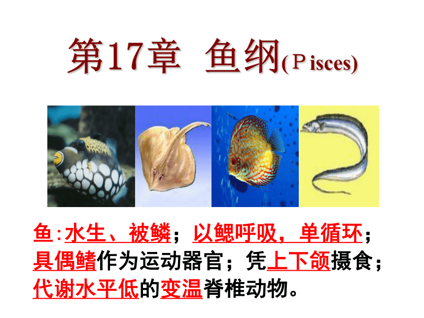 高中生物竞赛动物学教学课件 第17章 鱼纲（139张）