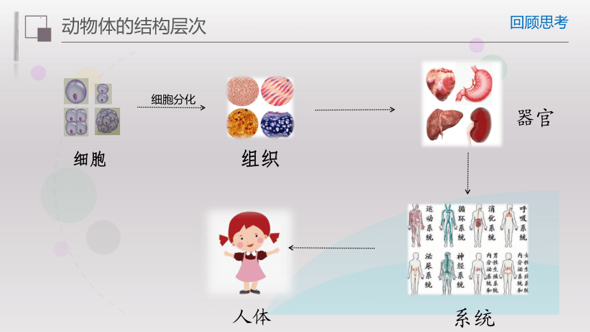 2.2.3植物体的结构层次课件-2022-2023学年人教版生物七年级上册（共35张PPT）