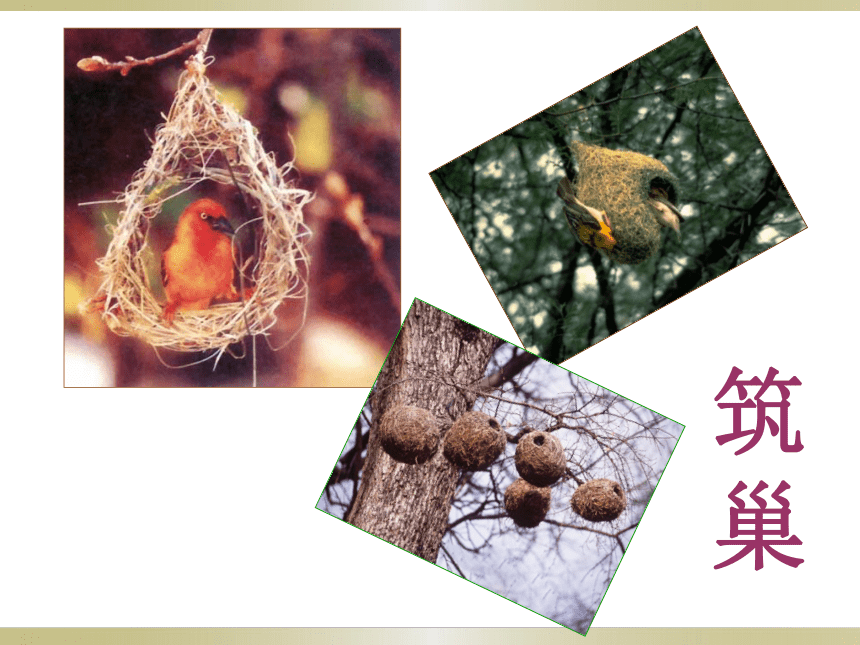 苏教版八年级下册生物 21.5鸟类的生殖与发育 课件（43张PPT）