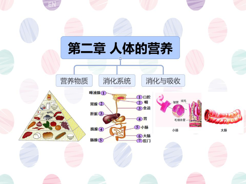 第一、二章复习课件 (共41张PPT)人教版生物七年级下册