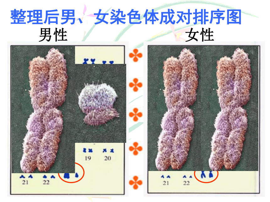 6.20.4性别和性别决定课件（共21张PPT）2022--2023学年北师大版生物八年级上册