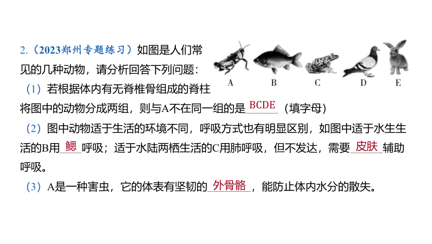 2024河南中考生物一轮复习第五单元 生物圈中的其他生物第一讲 动物的主要类群课件（40张PPT)