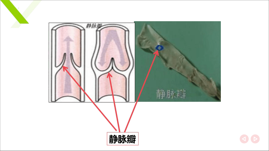 7.1.2血管 课件(共19张PPT)《畜禽解剖生理（第四版）》同步教学(高教版)