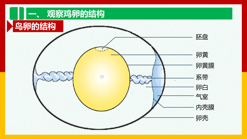 2020-2021学年人教版八年级生物下册  7.1.4 鸟的生殖和发育 课件（42张PPT）