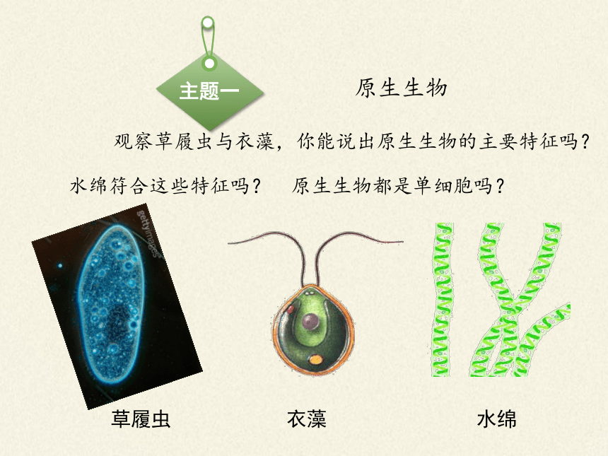 北师大版生物八年级下册 7.22.2 原生生物的主要类群 课（共24张PPT）