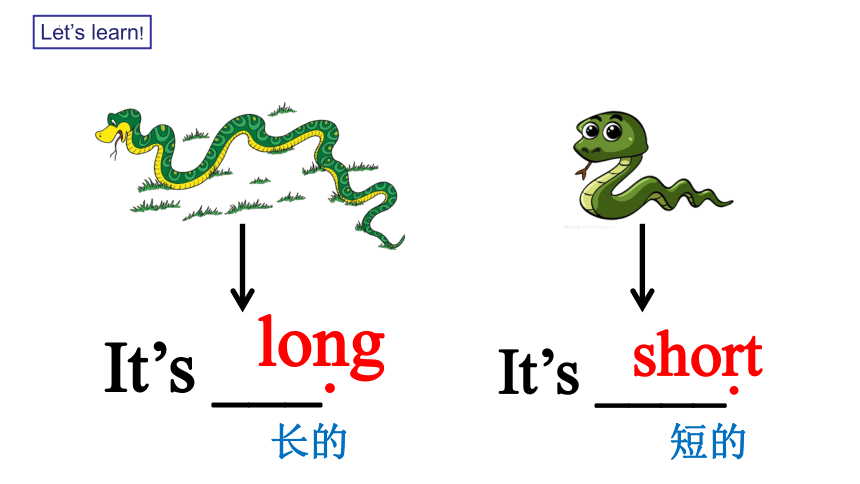 Module 6 They‘re little and cute课件(共24张PPT)