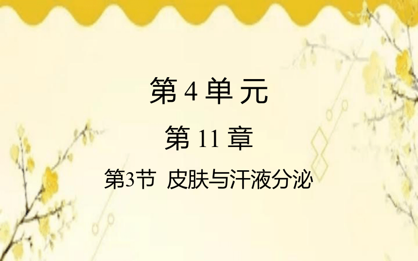 北师大版生物学七年级下册  第11章  人体代谢废物的排出第3节  皮肤与汗液 分泌课件(共21张PPT)