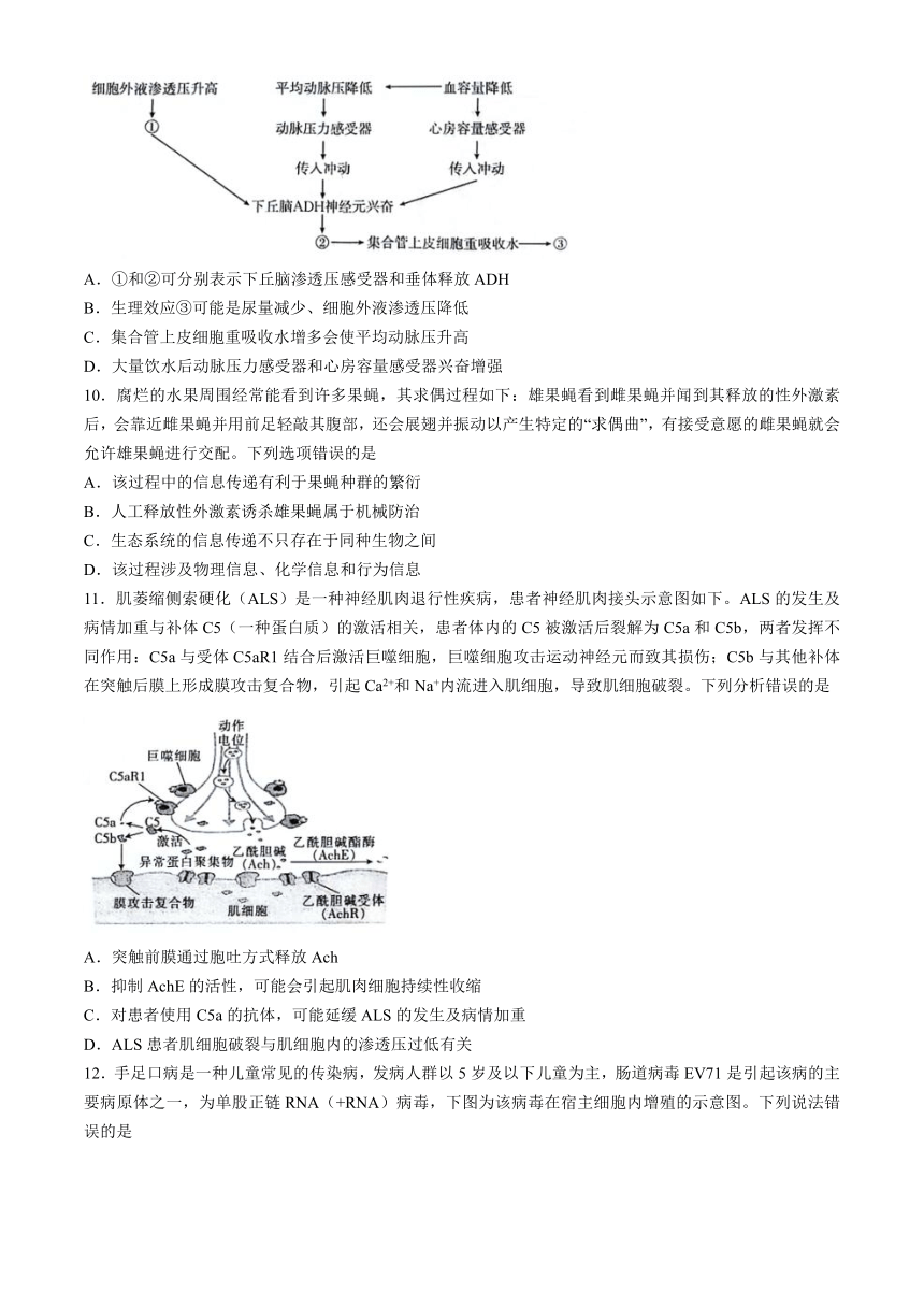 2024届广西南宁市高三下学期二模测试生物学试题（文字版含答案含选择题解析）