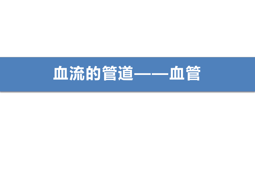 4.4.2 血流的管道──血管课件（28张ppt）