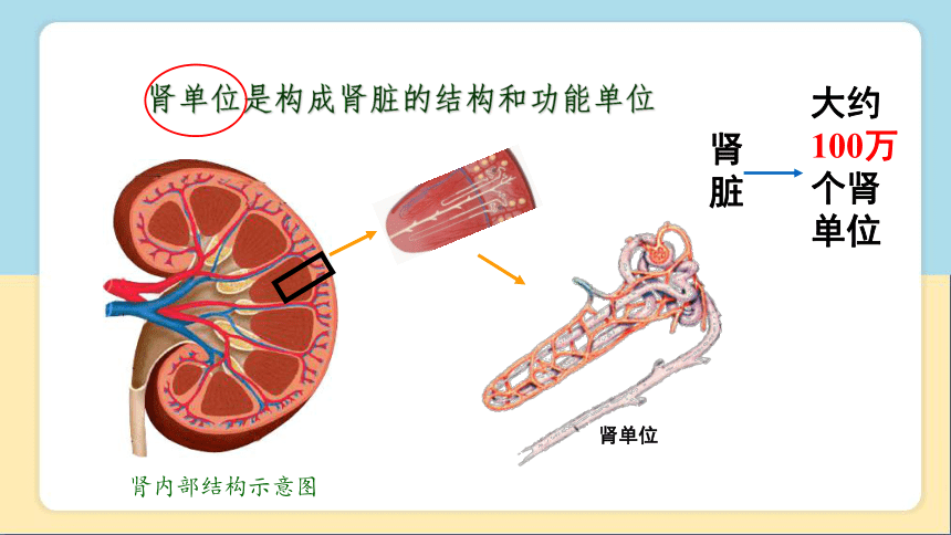 2020-2021学年人教版七年级生物下册  4.5人体内废物的排出 课件（29张PPT）