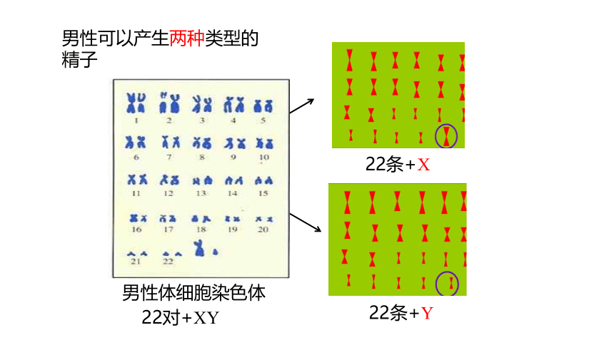 6.2.1.3人的性别决定-【精准备课】2021-2022学年八年级生物下册同步教学优质课件（冀少版）(共20张PPT)