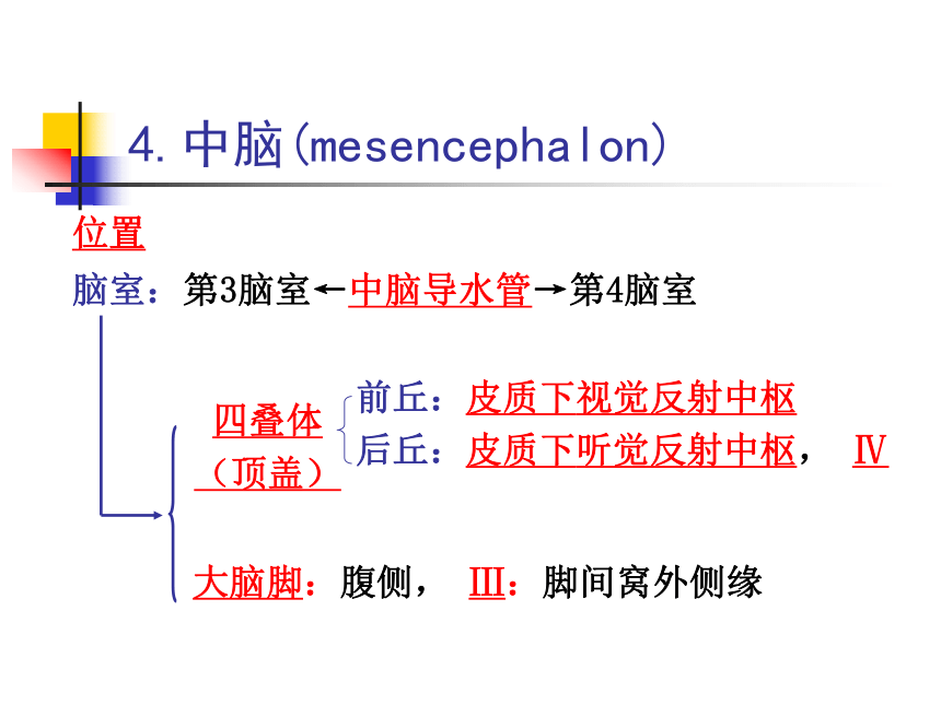 11 神经系统-4 课件(共80张PPT)- 《畜禽解剖生理学》同步教学（高教版）