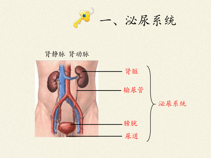 北师大版生物七年级下册 第11章 第2节 尿的形成与排出（课件）(共28张PPT)