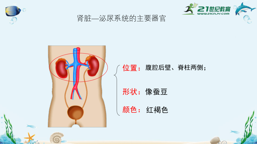 人教版七年级生物下册4.5人体内废物的排出（共35张）