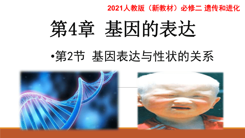 【新教材】人教版（2019）高中生物必修二4.2 基因表达与性状的联系 课件（38张ppt）