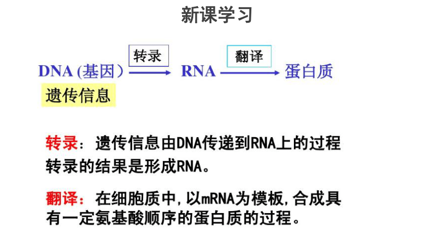 3.4《遗传信息的表达--RNA和蛋白质的合成》课件（26张）