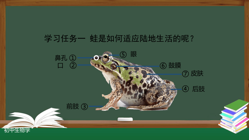 人教版八年级生物上册5.1.5两栖动物和爬行动物(第一课时) 课件(共29张PPT)