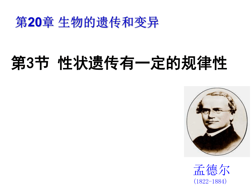 北师大版八年级上册 20.3 性状遗传有一定的规律性课件(共14张PPT)