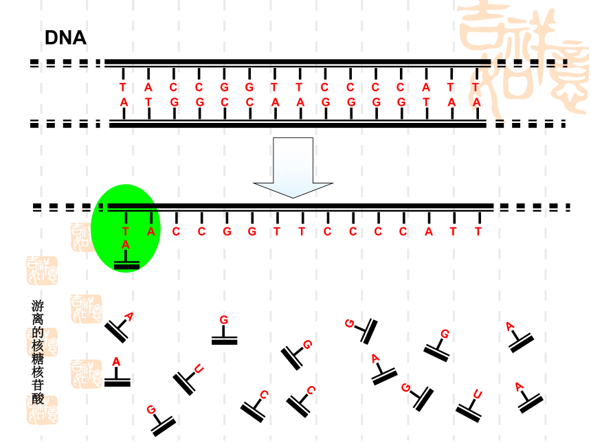 苏教版高中生物必修2第2章第三节《基因控制蛋白质的合成》微课教学课件(共37张PPT)