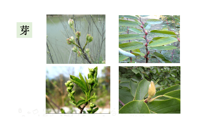 苏教版七年级生物上册 5.4 植物茎的输导功能 教学课件 （32张PPT）