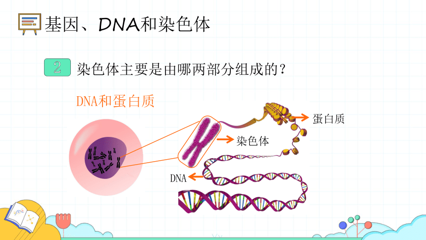 7. 2.2基因在亲子代间的传递课件(共24张PPT)