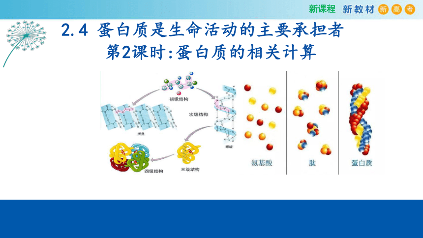 2.4 蛋白质是生命活动的主要承担者（第2课时）(课件共11张PPT)