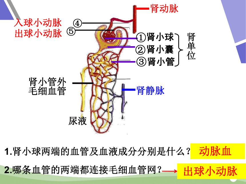 鲁科版五四制七年级上册生物 4.5.1尿的形成和排出 课件(共26张PPT)