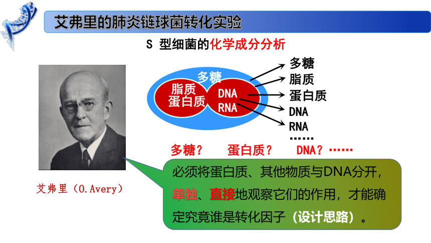 2.1 DNA是主要的遗传物质课件（41张）高一生物（苏教版2019必修2）