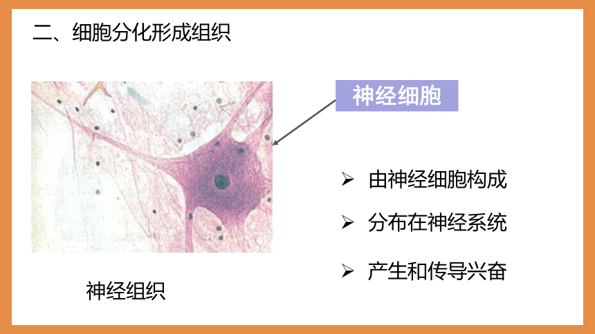 2.2.2动物体的结构层次 课件2022-2023学年人教版生物七年级上册(共19张PPT）