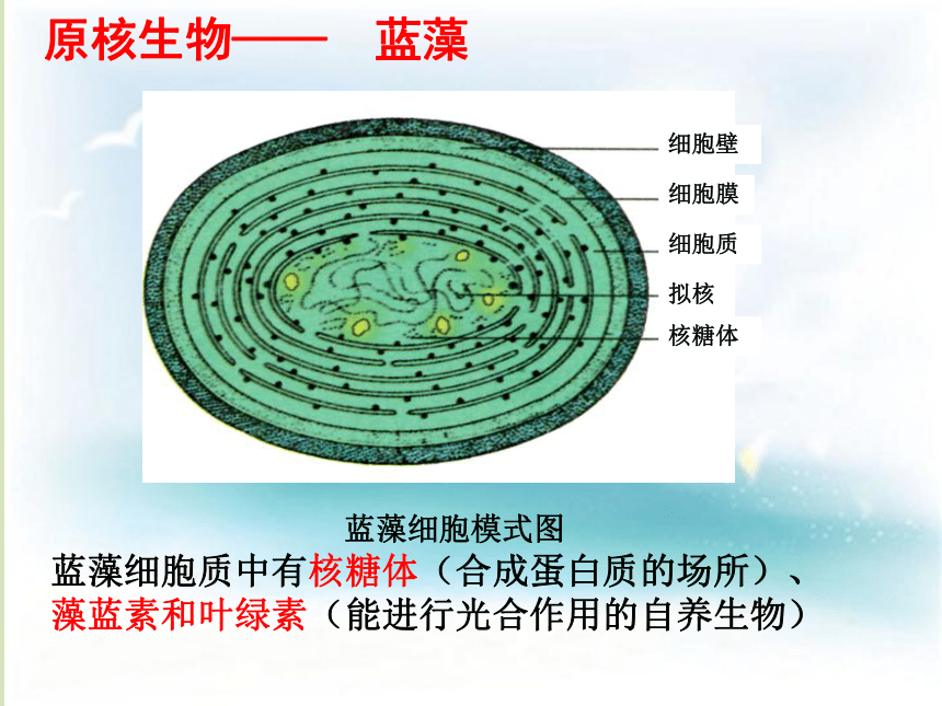 2020-2021学年高一上学期生物人教版必修一1.2细胞的多样性和统一性（第1课时）课件（31张ppt）