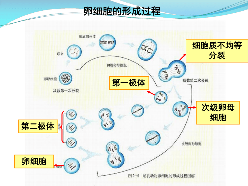 1.1 减数分裂和受精作用（二）课件（共20张PPT）