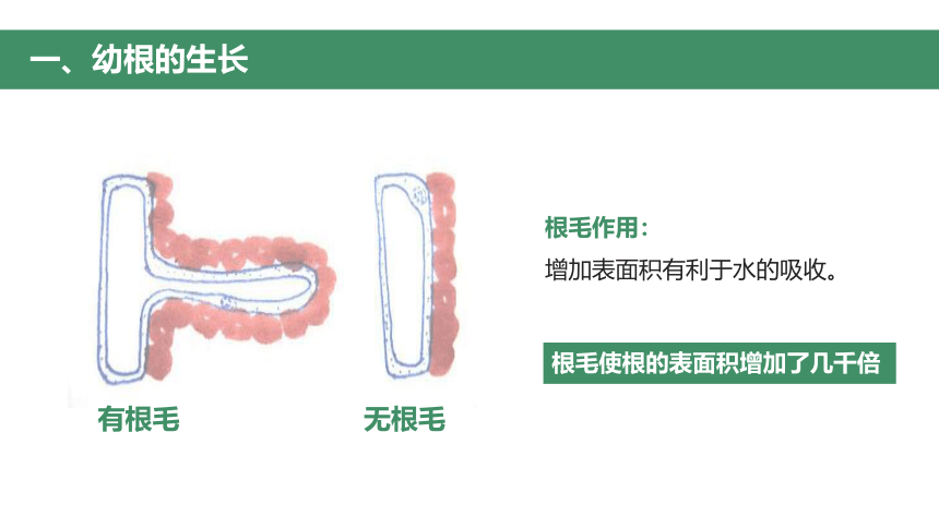 第二节 植株的生长 课件（30张PPT）