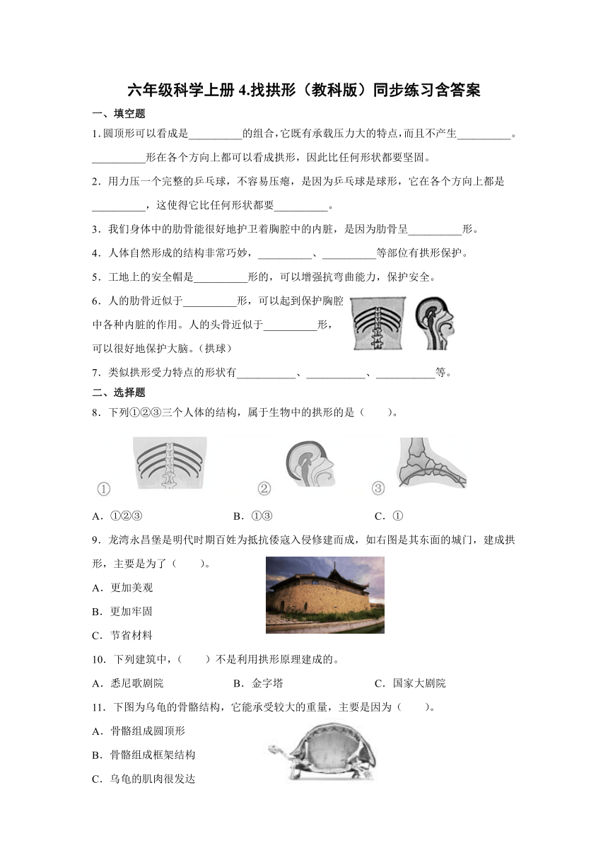 六年级科学上册4.找拱形（教科版）同步练习含答案