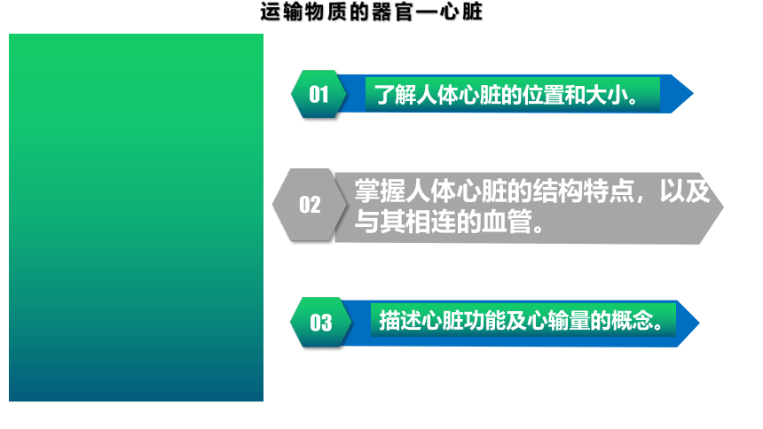 2.2.2.2 运输物质的器官——心脏（课件）七年级生物下册（冀教版）（共19张PPT）