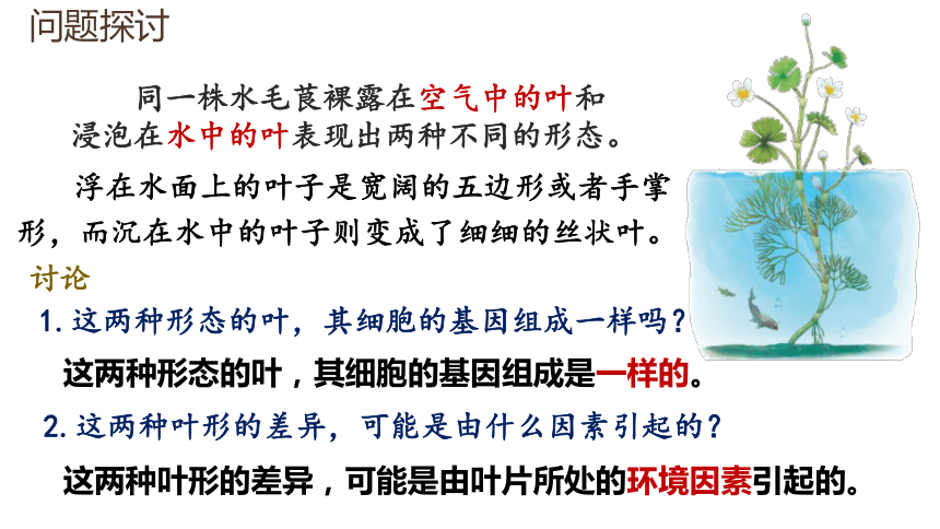 2020——2021学年高一下学期生物人教版必修2 4.2 基因对性状的控制  课件(共34张PPT)