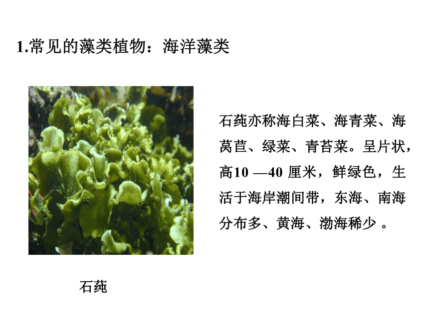 初中生物人教版七年级上册3.1.1藻类、苔藓和蕨类植物课件(共34张PPT)