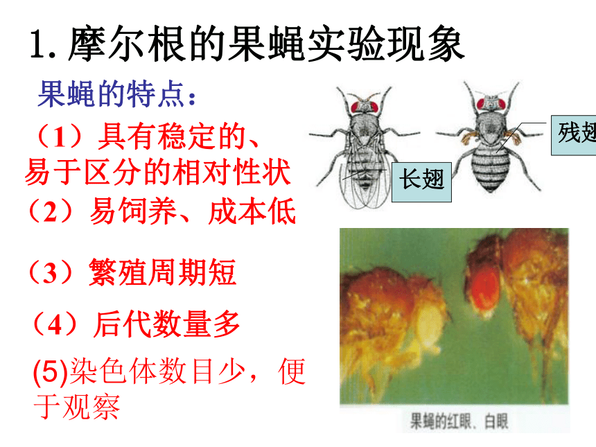 2020-2021学年高一下学期生物人教版必修二2.2基因在染色体上课件 （30张ppt）