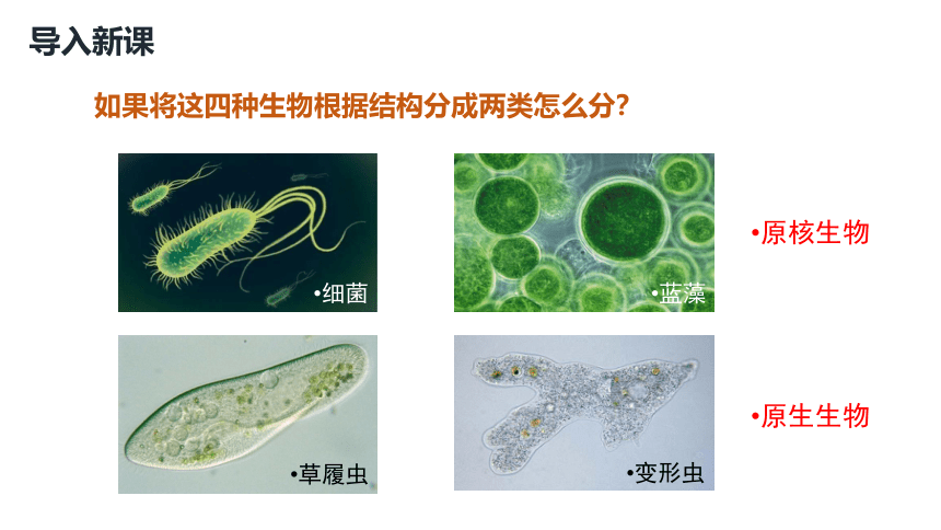 第22章 物种的多样性第2节 原生生物的主要类群  课件（19张PPT）