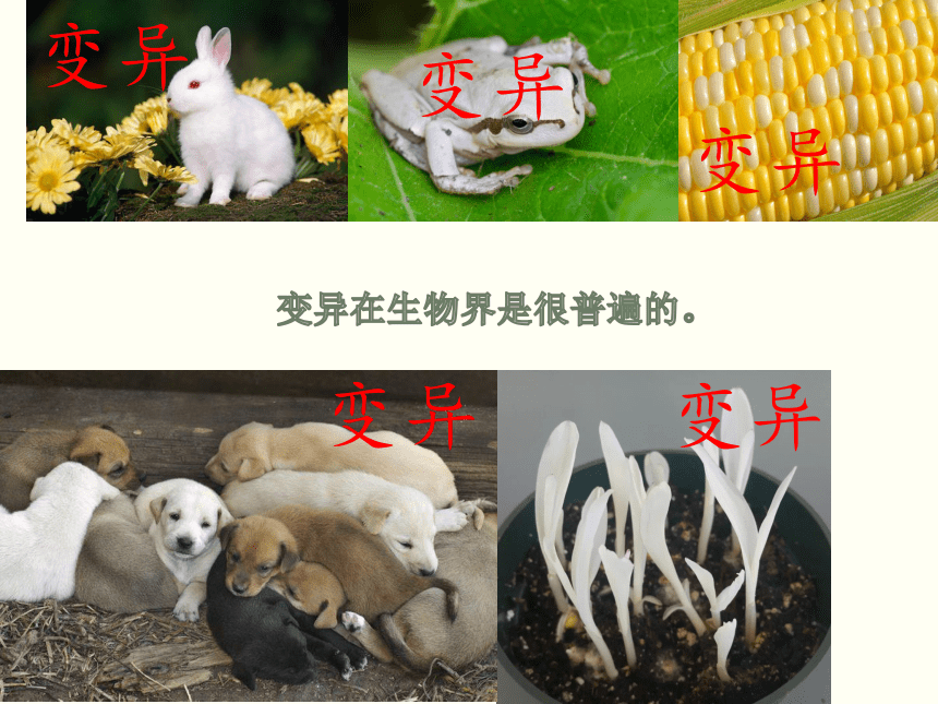 第四节 生物的变异 课件（25张PPT）