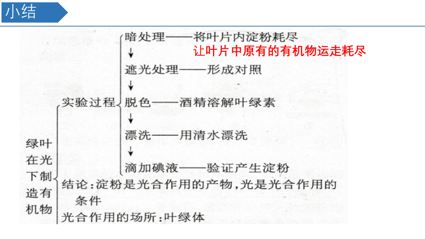 2022-2023学年人教版七年级生物上册 3.4 绿色植物是生物圈中有机物的制造者 课件  (共32张PPT)