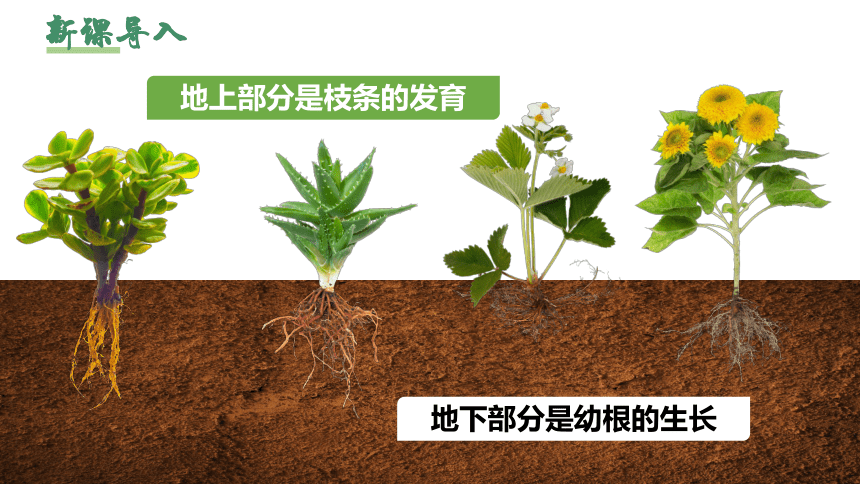 3.2.2 植株的生长课件（共35张PPT）七年级生物上册（人教版）