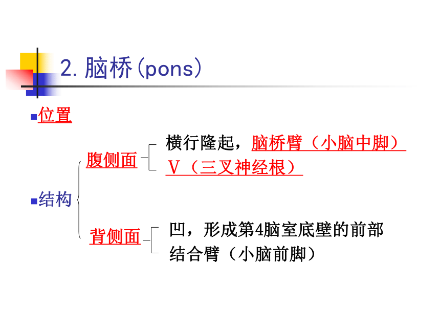 11 神经系统-4 课件(共80张PPT)- 《畜禽解剖生理学》同步教学（高教版）