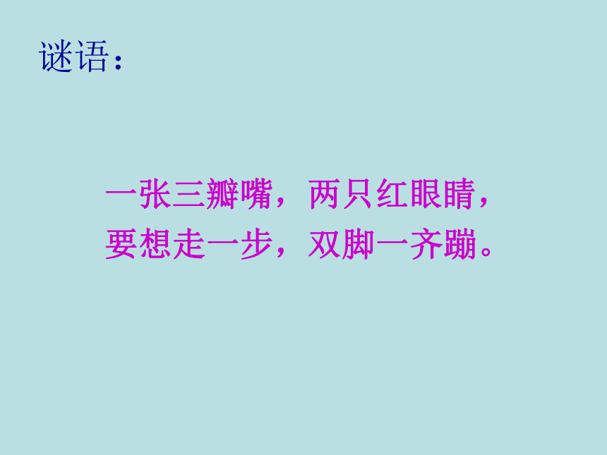 教科版三上综合实践 7.1我喜欢的小动物 课件（76张PPT）