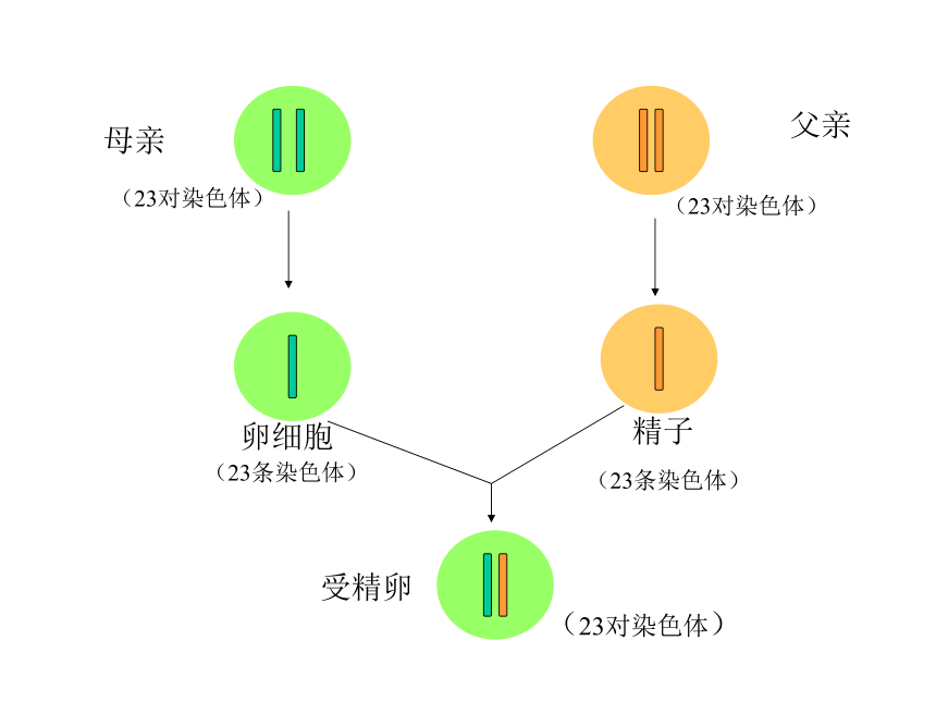 4.4.3人类染色体与性别决定 课件-（共40张PPT）