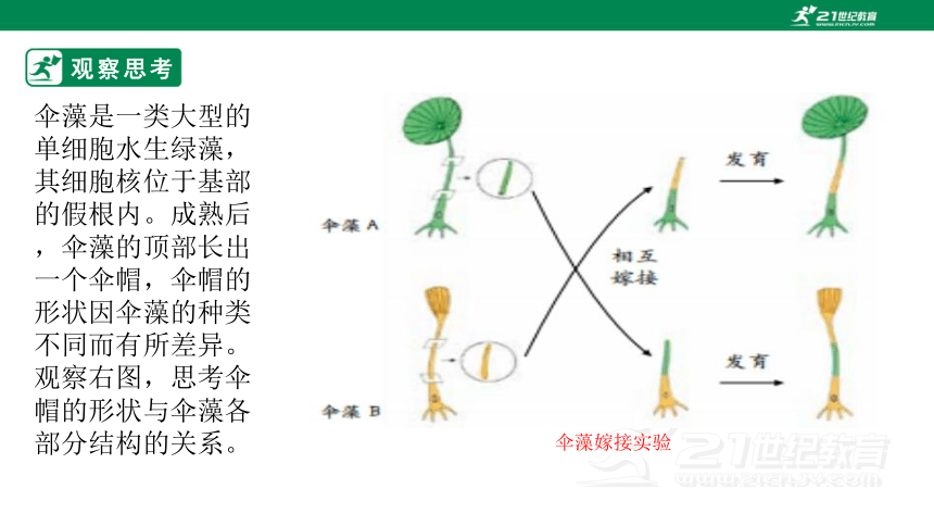 济南版4.4.1 遗传的物质基础-2022-2023学年八年级生物上册同步课件（含30张ppt）