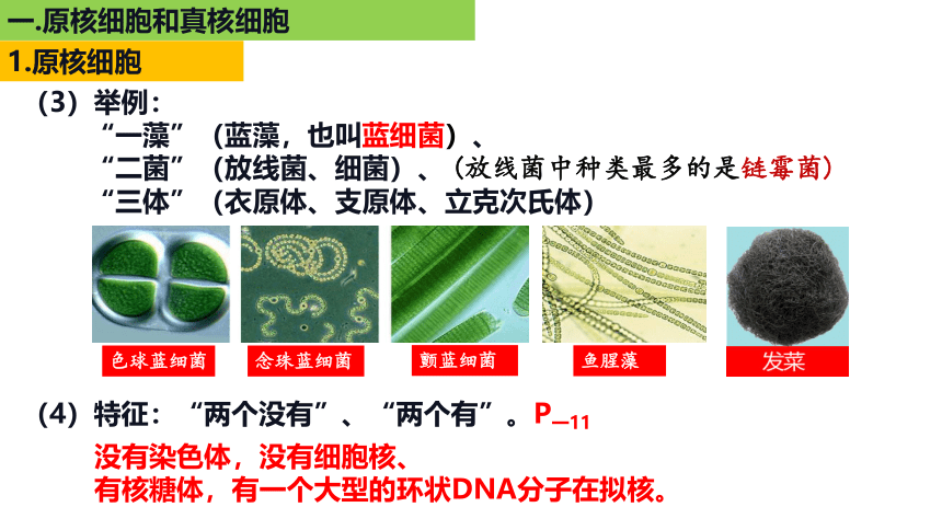 新人教必修1专题复习课件：04 细胞的多样性和统一性(共49张PPT)