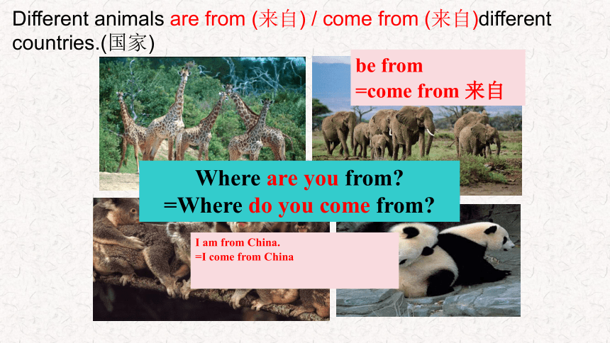 2023-2024学年人教版七年级英语下册Unit 5 Why do you like pandas? Section A 2a-2d 课件(共22张PPT含内嵌音频)