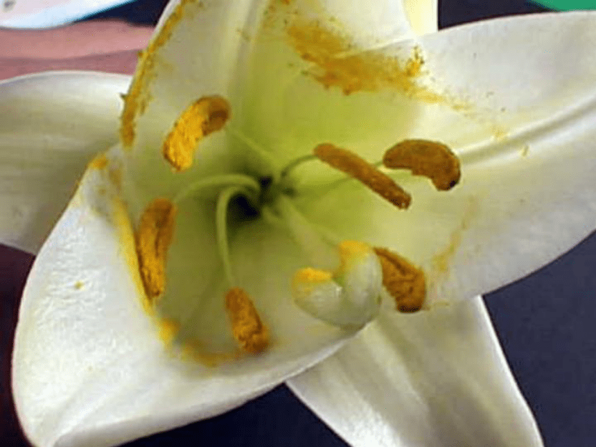 苏教版生物七年级上册3.5.5植物的开花和结果课件(共58张PPT)